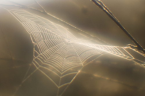 spider web shot with a monocle