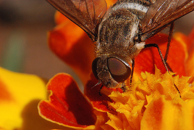 macro demo
