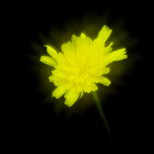 soft focus test: disk 2