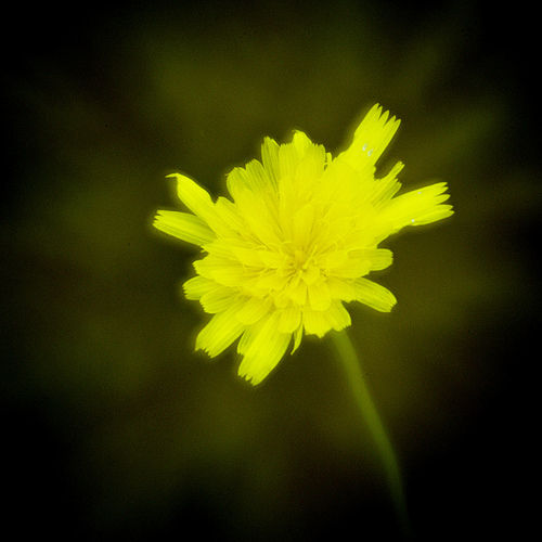 soft focus test: disk 3