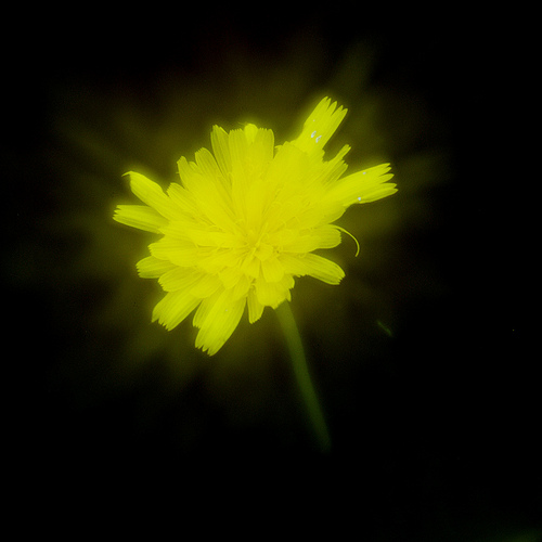 soft focus test: disk 4