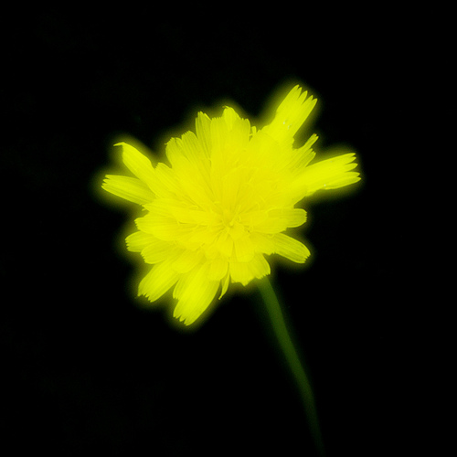 soft focus test: wide open (no disk)
