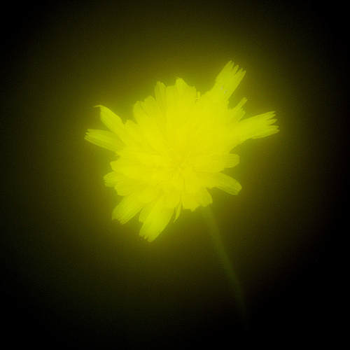 soft focus test: wide open (no disk)