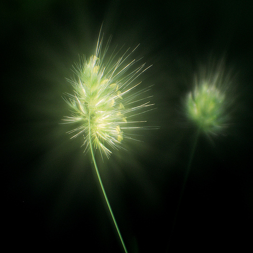 image shot with homamde lens